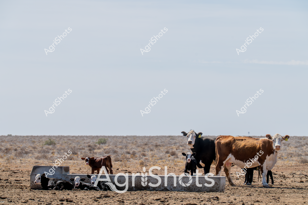 A small herd of cattle gather around a metal water trough in an arid, sparse landscape typical of Australia's dry interior. Two adult cows - one black and white, the other brown and white - stand near the trough, with a few smaller calves clustered around its base. The surrounding terrain is a dusty, rocky landscape with minimal vegetation, scattered low shrubs, and a pale gray-blue sky stretching to a distant horizon. These cattle appear to be seeking hydration in a challenging environment, highlighting the resilience of livestock in Australia's drought-prone regions. The sparse ground cover and metallic water infrastructure underscore the harsh conditions of outback pastoral farming, where water management is critical to livestock survival.

The scene captures the essence of cattle farming in remote Australian landscapes, where animals must adapt to minimal resources and extreme environmental conditions. The mixture of cattle breeds and ages suggests this is likely a small family or station herd, carefully managed to survive in an unforgiving terrain.