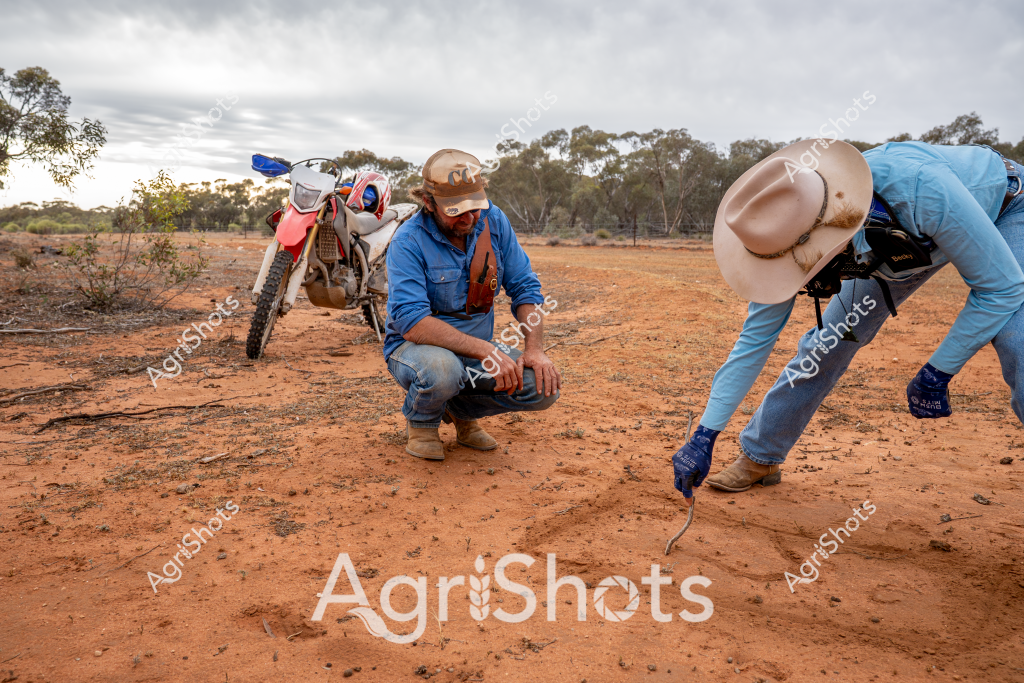 In the arid Australian outback, two men inspect the ground near a dirt bike, their clothing and posture revealing a deep connection to the rugged landscape. A man in a blue work shirt and tan hat crouches carefully, while another in light blue clothing and a broad-brimmed hat bends down, examining something on the red earth. A white and red dirt bike stands nearby, suggesting they've traveled some distance across this remote terrain. 

The scene captures the quintessential Australian rural working environment - a sparse landscape of reddish soil, scattered eucalyptus trees in the background, and an overcast sky creating a muted, atmospheric light. Their careful inspection could be related to soil conditions, tracking, or some agricultural assessment typical of station or farm work. The motorcycle indicates the vast distances that must be traversed in such remote regions, where traditional transportation methods meet modern rural technology.

The men's attire - robust work shirts, protective hats, and sturdy boots - speaks to the practical necessities of working in harsh environmental conditions. Their focused postures suggest expertise and a methodical approach to understanding the landscape, embodying the resilience and problem-solving spirit characteristic of Australian rural workers.