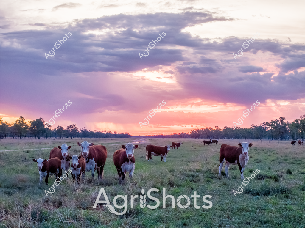A serene sunset landscape captures a herd of Hereford and Hereford-cross cattle grazing peacefully in a grassy pasture. The soft evening light bathes the scene in warm hues of pink, orange, and lavender, creating a stunning backdrop of clouded skies and distant tree lines. Approximately 10-12 cattle, mostly reddish-brown with white faces characteristic of the Hereford breed, stand clustered together on the lush green grassland. Calves huddle close to their mothers, while some of the larger animals graze independently across the paddock. The scattered trees on the horizon suggest this is a typical Australian rural landscape, likely in a temperate region with ample grazing land. The dramatic sky and soft evening light highlight the tranquil beauty of cattle farming, capturing a moment of quiet harmony between the livestock and the natural environment.