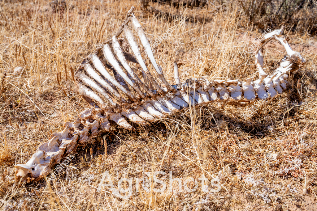 A skeletal remains of an animal, likely a large mammal, lies decomposing in dry golden grasslands. The bleached white bones are completely exposed, with vertebrae, ribs, and skeletal structure clearly visible against the sun-bleached grass and sparse shrubs. The skeleton appears weathered and scattered, suggesting it has been exposed to the elements for an extended period. The arid, drought-like environment indicates a harsh landscape where animal mortality is a natural part of the ecosystem's cycle. Subtle earth tones of browns and tans dominate the scene, creating a stark and somber portrait of the raw, unforgiving nature of an agricultural or wilderness landscape.