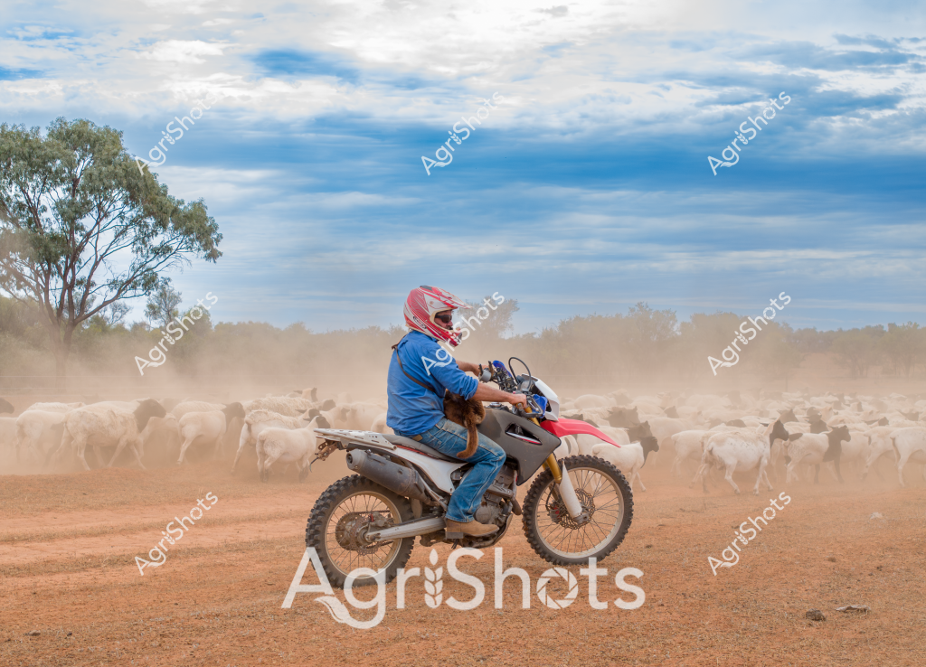 A skilled motorcyclist on a dirt bike navigates through a dusty livestock paddock, herding a large mob of white sheep across the arid Australian landscape. Wearing a red helmet and blue clothing, the rider skillfully maneuvers the motorcycle, kicking up a cloud of reddish-brown dust while keeping the sheep tightly grouped. Eucalyptus trees line the background under a expansive blue and white clouded sky, creating a quintessential Australian rural scene. The motorcycle serves as a modern herding tool, replacing traditional horseback mustering and demonstrating the adaptive nature of contemporary agricultural practices. The dry, compact ground and scattered vegetation highlight the challenging conditions of outback farming, where technology and human skill come together to manage livestock across vast, unforgiving terrain.