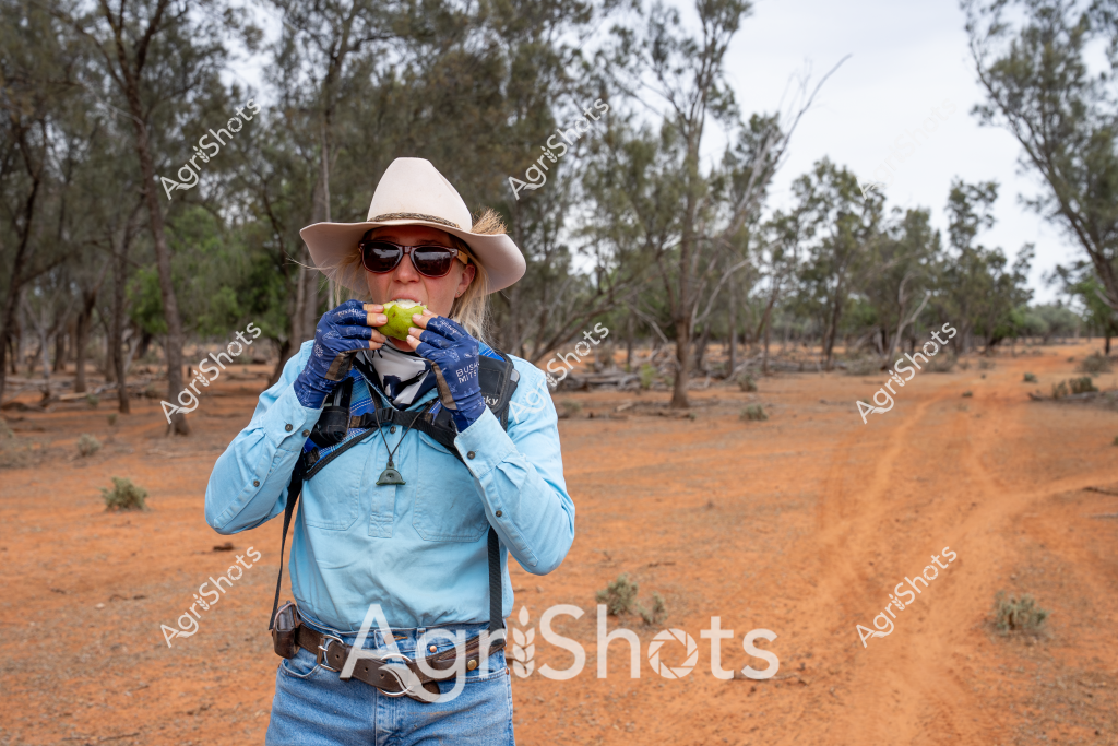 A woman in outback field gear takes a break during her work day, biting into a green apple amidst a dry, eucalyptus-lined landscape. Wearing a wide-brimmed cream hat, dark sunglasses, blue long-sleeved work shirt, and blue protective gloves, she stands on a rusty-orange dirt track surrounded by sparse bushland. Her blue work attire and robust accessories suggest she's likely an agricultural worker, possibly a station worker, ranger, or field researcher traversing a remote Australian landscape. The surrounding terrain appears typical of inland Australia - sparse grey-green trees, reddish soil, and a sense of arid expansiveness that characterizes many of the continent's rural regions. Her posture and equipment indicate she's taking a brief moment of respite, using the apple as a quick energy boost during what seems to be a challenging day of outdoor work in a harsh environment.