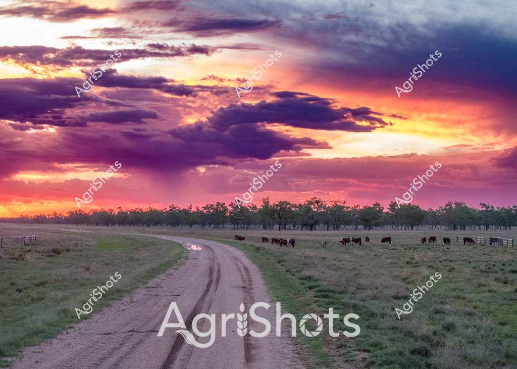 A dramatic rural sunset landscape captures a serene cattle grazing scene in the Australian countryside. A curved dirt track winds through grassland pastures, leading the eye toward a distant treeline silhouetted against a spectacular sky ablaze with vivid oranges, purples, and deep blue cloud formations. A small herd of cattle graze peacefully in the adjacent paddock, their dark shapes providing a stark contrast against the lush green pasture and the dramatically illuminated horizon. The late evening light casts long shadows across the landscape, creating a sense of tranquil vastness typical of Australian rural settings. The winding road suggests the expansive nature of the property, with fence lines and scattered trees defining the agricultural terrain. The breathtaking sunset transforms the ordinary pastoral scene into a moment of extraordinary natural beauty, highlighting the raw, untamed essence of the Australian agricultural landscape.