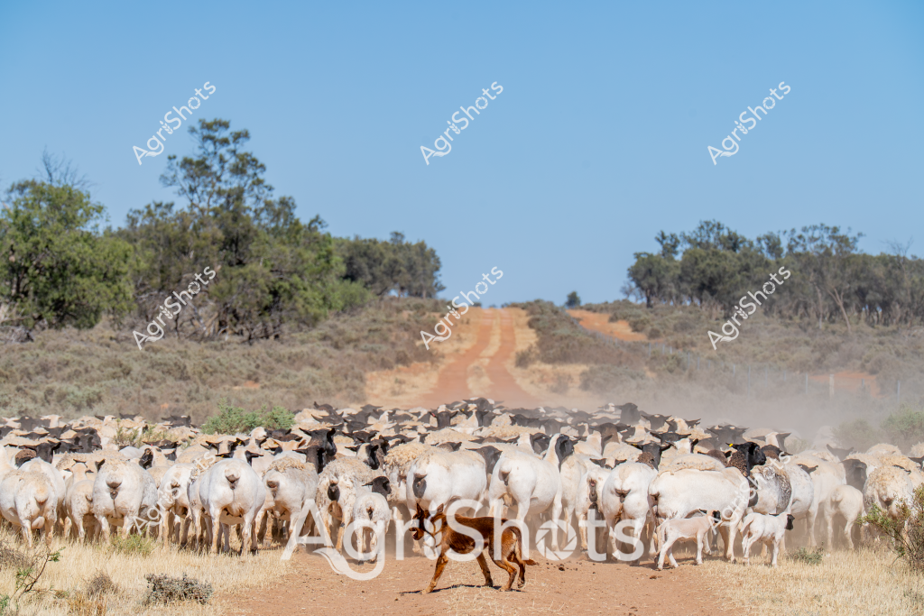 A large flock of white sheep occupies a dusty dirt road in a classic Australian outback landscape, with a working dog herding them across the terrain. Sparse eucalyptus trees and scrubland frame the scene, creating a golden-brown backdrop of dry grasslands typical of rural Australia. The compact mob of sheep - likely Merino or a similar white breed - are tightly clustered, creating a dense white mass against the ochre-colored earth. A lean, alert working dog, probably a Australian Kelpie, moves confidently in front of the flock, skillfully controlling their movement along the unsealed track. The clear blue sky and sparse vegetation suggest this is during a dry season, highlighting the challenging environmental conditions of pastoral regions. The image captures the quintessential Australian rural scene of livestock management, demonstrating the critical role of working dogs in mustering sheep across vast agricultural landscapes.