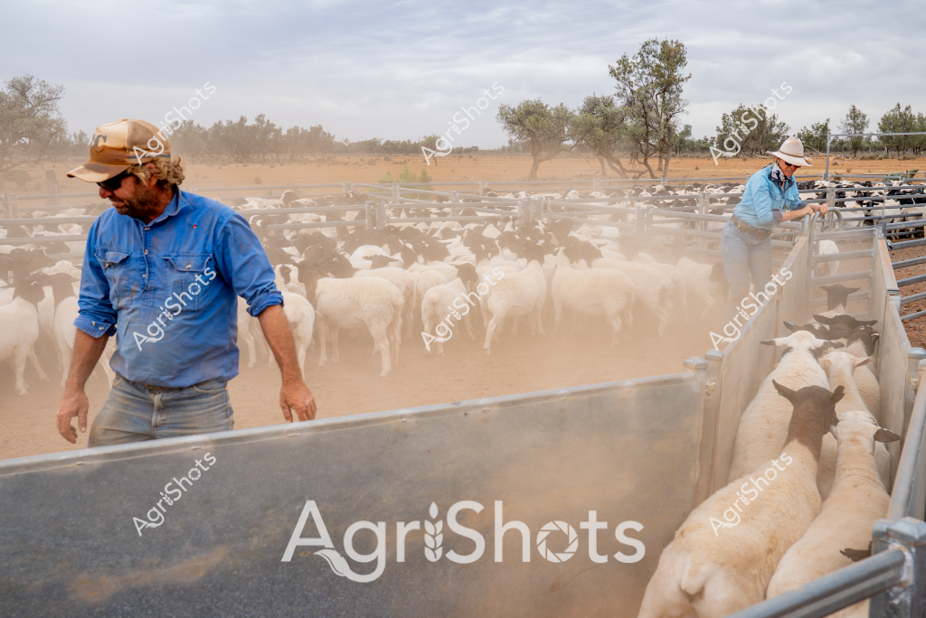 Two men managing a large flock of white sheep in a dusty, arid paddock with sparse trees on the horizon. A man in a blue work shirt and tan cap stands near a metal livestock yard, carefully guiding the sheep through the gates while another man in a light blue shirt and white hat works the opposite side of the yard. A dense cloud of ochre-colored dust rises around the animals, creating a dramatic atmosphere that highlights the challenging environmental conditions. The sheep appear to be tightly packed, moving methodically through the narrow metal race, suggesting a routine mustering or livestock management operation typical of Australian agricultural practices. The landscape looks dry and sparse, with scattered gum trees in the background indicating this is likely an inland pastoral region experiencing drought-like conditions. The workers' robust clothing and steady movements demonstrate the skilled and physically demanding nature of sheep farming in rural Australia.