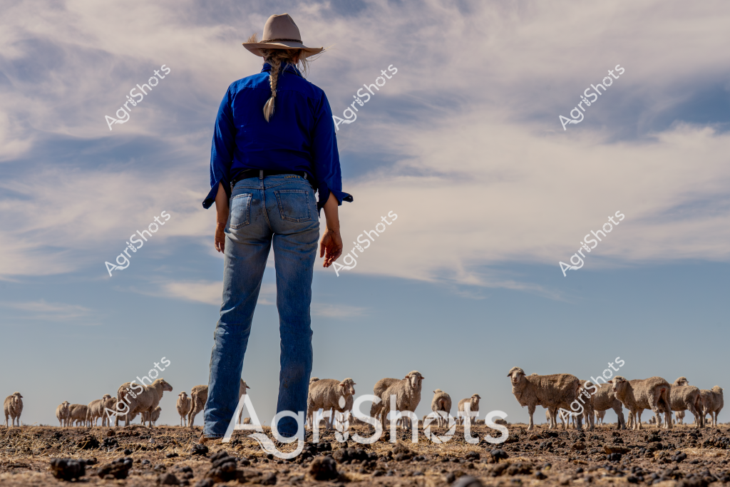 A woman stockman stands with her back to the camera, surveying a flock of merino sheep grazing on a dry, rocky landscape under an expansive cloudy sky. Wearing a royal blue long-sleeved shirt, blue jeans, and a wide-brimmed light-colored hat, she appears contemplative and watchful over the livestock. The sheep, clustered in groups across the barren ground, represent a typical Australian pastoral scene of resilience and careful management. The rocky terrain and scattered sheep suggest this is likely an arid or semi-arid region, possibly in western New South Wales or Queensland, where livestock farming requires significant skill and endurance. Her stance - solid, centered, and observant - communicates the quiet strength of Australian rural workers who maintain their herds in challenging environmental conditions.

The image captures the essence of Australian agricultural life: a connection between a skilled stockwoman and the merino flock, set against a stark and beautiful landscape that speaks to the challenging yet profound nature of pastoral farming.