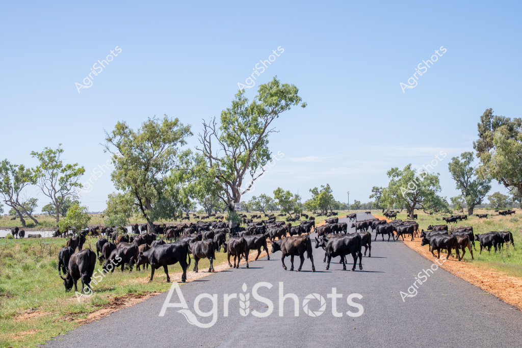 Here's a detailed description capturing the agricultural livestock scene:

A large herd of black Angus cattle traverses a rural bitumen road, creating a classic cattle movement scene typical of Australian agricultural landscapes. The cattle, numbering around 50-60 head, spread across the sealed road and adjacent grassy paddocks, surrounded by scattered eucalyptus trees under a clear blue sky. The landscape appears to be a typical inland pastoral setting, with sparse grey-green trees and dry grasslands suggesting a warm, potentially late summer or early autumn environment. The black cattle move casually, some crossing the road while others graze on the roadside grass, demonstrating a relaxed mustering or transportation process. The paved road cuts through the landscape with a distinctive orange-dirt verge, providing a strong visual contrast against the dark cattle and green-grey vegetation. This scene represents a quintessential Australian rural moment, showcasing the movement of livestock across vast agricultural properties.