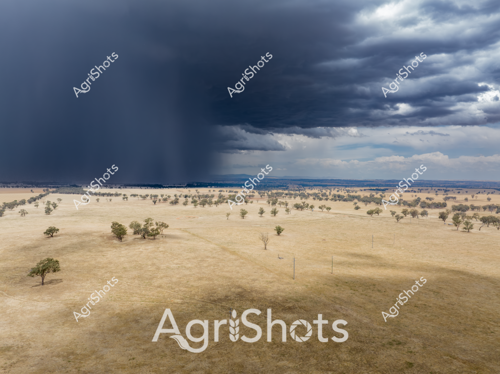 A dramatic storm landscape unfolds across a dry Australian pastoral landscape, with dark, ominous storm clouds gathering intensely over a golden grassland. Scattered eucalyptus trees punctuate the expansive, parched terrain, their weathered forms standing resilient against the approaching rainfall. A heavy rain curtain is visible in the distance, promising potential relief to the drought-affected landscape. The image captures the stark contrast between the arid, wheat-colored ground and the deep blue-gray storm clouds, symbolizing the challenging environmental conditions faced by Australian farmers. Electrical power lines stretch across the scene, further emphasizing the human presence in this remote agricultural setting. The landscape epitomizes the resilience of Australian rural environments, where extreme weather and challenging conditions are a constant backdrop to agricultural life.