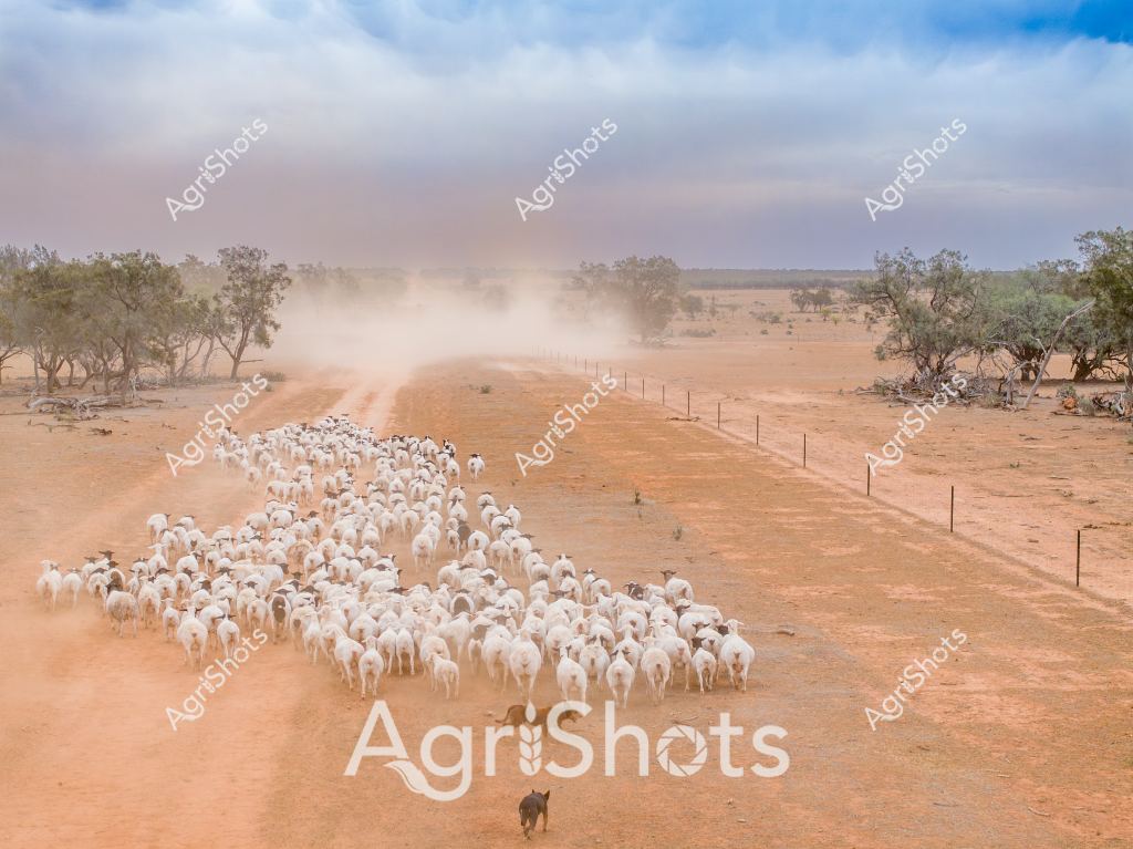 A vast, dusty landscape in outback Australia captures a large mob of white sheep being mustered along a dirt track, creating a billowing dust cloud behind the tightly packed herd. Sparse eucalyptus trees line the fenced road, their weathered branches framing the arid pastoral scene typical of inland grazing properties. A lone working dog trails behind the herd, helping to guide the sheep forward across the ochre-colored earth. The landscape speaks to the challenging conditions of Australian sheep farming, with the dry ground and sparse vegetation highlighting the resilience required to run livestock in this unforgiving environment. The sheep, likely Merino or a similar white-fleeced breed, move as a compact, woolly mass, kicking up a dramatic plume of red dust that softens the harsh landscape and creates a striking visual representation of cattle station life in rural Australia.

The image powerfully captures the scale and drama of livestock mustering, showcasing the vast open spaces and the intricate process of moving sheep across remote pastoral lands. The fence line, dust, and sparse vegetation all tell a story of agricultural persistence in one of the world's most challenging farming environments.