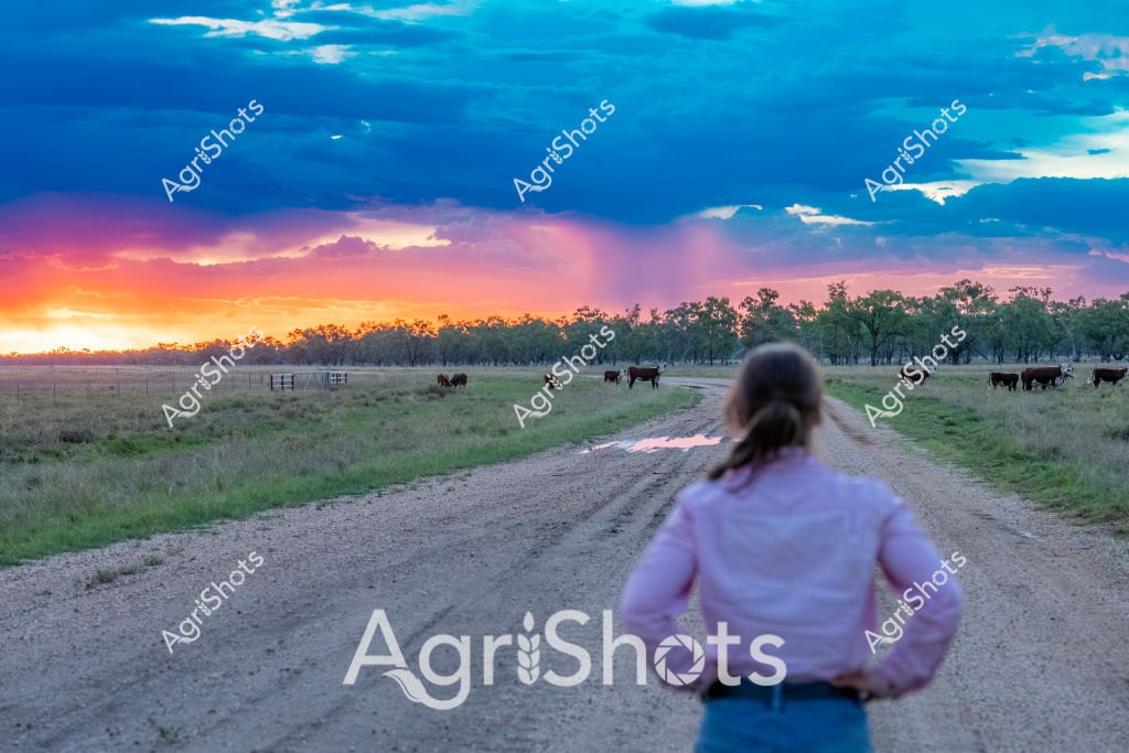 A woman stands on a dirt track at sunset, gazing across a peaceful rural landscape where several cattle graze in a grassy paddock. The sky is a dramatic canvas of vibrant colors - deep azure blue transitioning to fiery orange and pink hues near the horizon, with soft clouds scattered across the expanse. A line of eucalyptus trees marks the distant boundary, silhouetted against the intense evening light. The dirt road stretches ahead, with puddles reflecting the colorful sunset, creating a serene and contemplative agricultural scene. The scattered cattle appear calm, grazing quietly in the soft evening light, embodying the tranquil essence of Australian rural life.