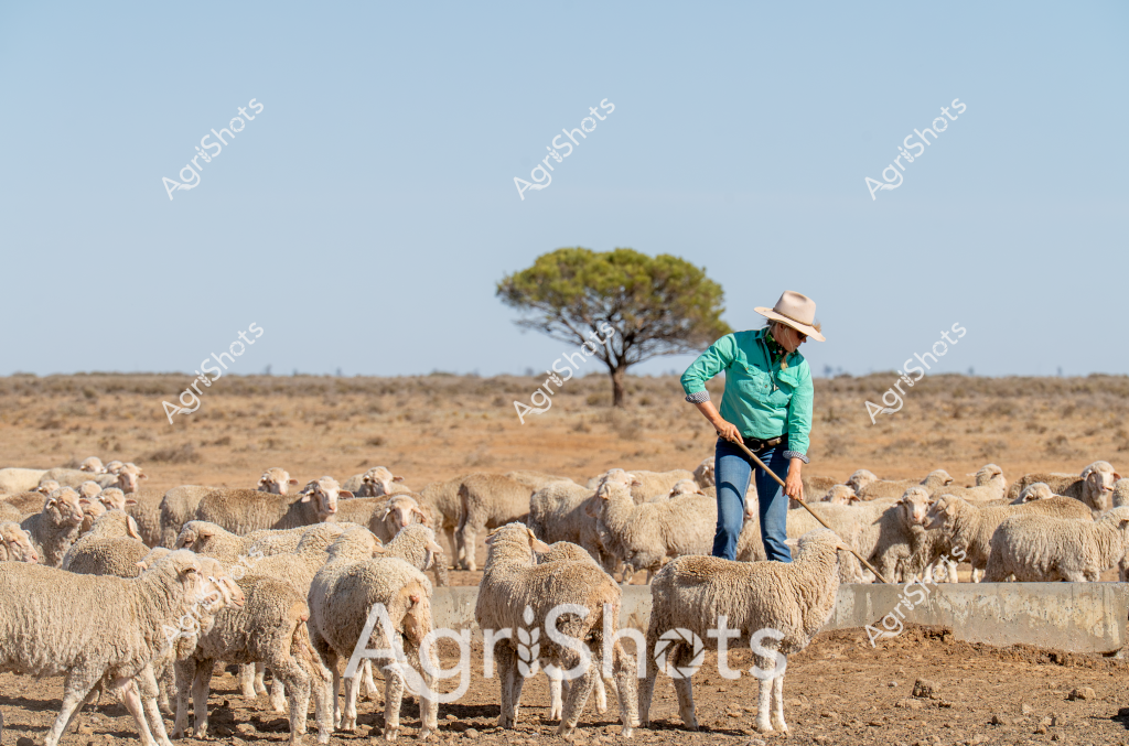 A man shepherd tends to a large flock of Merino sheep in a dry, sparse landscape characteristic of rural Australia. Wearing a broad-brimmed hat, green long-sleeved shirt, and blue jeans, he stands amidst dozens of woolly sheep near a concrete trough in an arid paddock. A solitary tree with a full green canopy punctuates the distant horizon, providing a stark contrast to the golden-brown earth and pale blue sky. The sheep cluster together, their dense fleece suggesting they are mature Merinos ready for shearing, highlighting the resilience of both the livestock and the shepherd in this challenging environment. The scene captures the essence of Australian pastoral farming - a lone worker carefully managing a valuable flock in a harsh, expansive landscape where water and vegetation are precious resources.