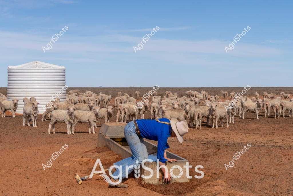A man in a blue work shirt and wide-brimmed hat tends to a large flock of Merino sheep in a dry, arid landscape of central Australia. A large white water tank stands prominently in the background, while dozens of woolly sheep crowd the reddish-brown earth around a livestock water trough. The stockman is bent over, carefully managing the water supply for the flock, which appears to be a substantial breeding mob spread across the sparse paddock. The clear blue sky and open horizon emphasize the challenging environment of outback sheep farming, where water management is critical for livestock survival. Dusty ground and scattered vegetation highlight the harsh conditions of this rural agricultural setting, showcasing the resilience required in Australian sheep farming.

The scene captures the essential daily work of a sheep station worker, demonstrating the careful husbandry needed to maintain livestock in a drought-prone landscape. The white water tank and metal trough are crucial infrastructure that enables sheep farming in these challenging environmental conditions.