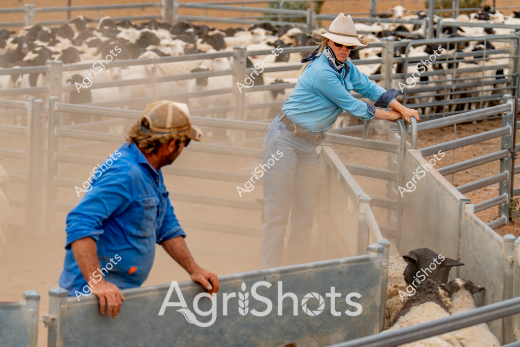 A woman stockman and a man worker are managing sheep in a dusty livestock yards, using metal cattle gates and pens to control the flock's movement. The woman wears a white wide-brimmed hat, light blue long-sleeved shirt, and light-colored trousers, leaning confidently on the metal yard fence. Her colleague in a blue work shirt stands nearby, carefully monitoring the sheep's positioning. Multiple sheep are visible in the background, clustered within the galvanized steel yard infrastructure. The scene captures the precision and skill of Australian livestock management, with fine dust particles hanging in the air and creating a soft, atmospheric light that highlights the rural working environment. The metallic fencing, practical workwear, and controlled movement of livestock demonstrate the professional approach to sheep handling in a dry, potentially arid agricultural setting.