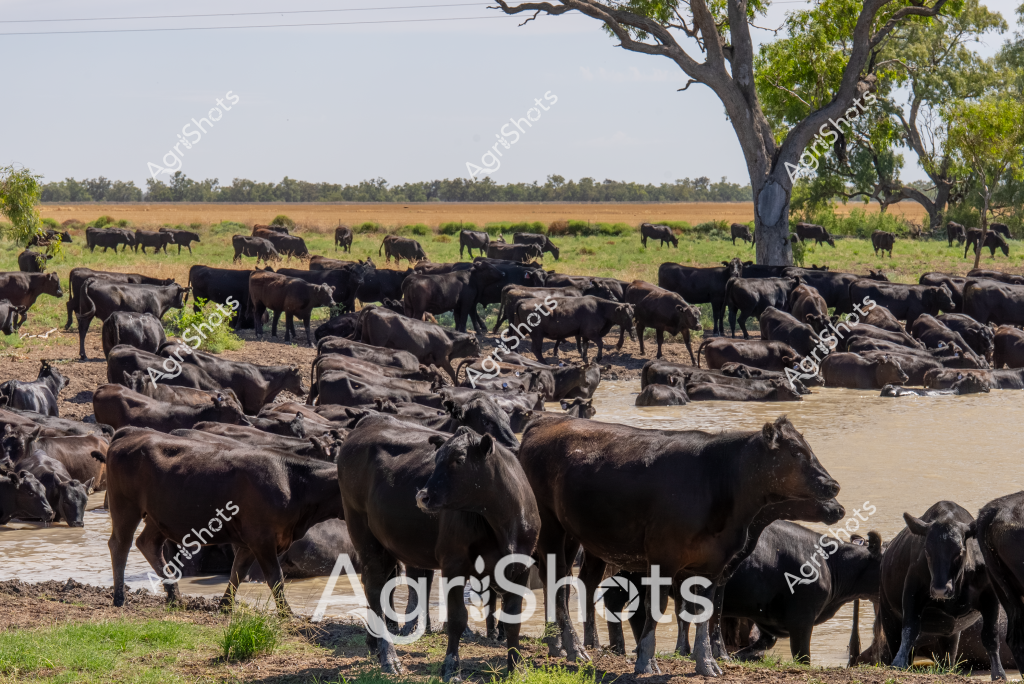 A large herd of black cattle cluster around a water source in a dry Australian pastoral landscape. The black bovines - likely Angus or Wagyu beef cattle - are strategically positioned both in the water and along the banks of a muddy waterhole. A large, weathered eucalyptus tree stands sentinel in the background, providing shade and a sense of scale to the expansive grassland and distant golden crop fields.

Most of the cattle are standing in or near the water, demonstrating classic heat mitigation behavior by cooling themselves during what appears to be a hot day, likely in a Queensland or Northern Territory cattle station. Some animals are drinking, while others are partially submerged, helping regulate their body temperature in the intense Australian sun. The ground around the waterhole is trampled and bare, indicating frequent use by this substantial herd.

The landscape suggests a typical Australian pastoral setting - wide open grasslands transitioning to crop fields in the distance, with scattered trees providing minimal shade. The scene captures the essence of extensive cattle farming in Australia, where managing water resources is critical to livestock survival, especially during warmer seasons.