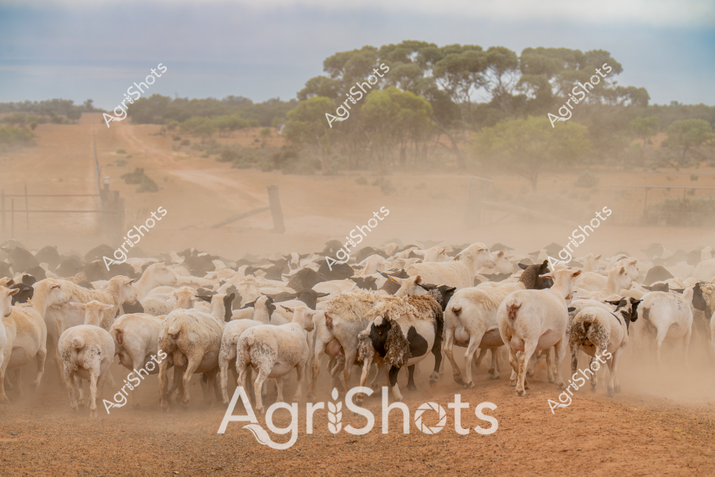 A large mob of white and cream-colored sheep kick up a dramatic dust cloud across a dry, golden rural landscape in South Australia or Western Australia. The densely packed flock moves across a dusty dirt track, with eucalyptus trees and sparse bushland visible in the distant background. The sheep appear to be Merino or crossbred wool sheep, tightly clustered and creating a billowing cloud of ochre-colored dust that softens the surrounding landscape. Sparse scrubland and a gently undulating paddock provide a classic Australian pastoral setting, suggesting this is during a dry season or late summer when the ground is parched and vegetation is minimal. The flock's movement creates a sense of dynamic energy, with their woolly backs and rumps presenting a textural mosaic of cream and white against the dusty earth. This image captures the quintessential Australian agricultural landscape - vast, arid, and resilient, with livestock central to the narrative of survival and productivity in challenging environmental conditions.