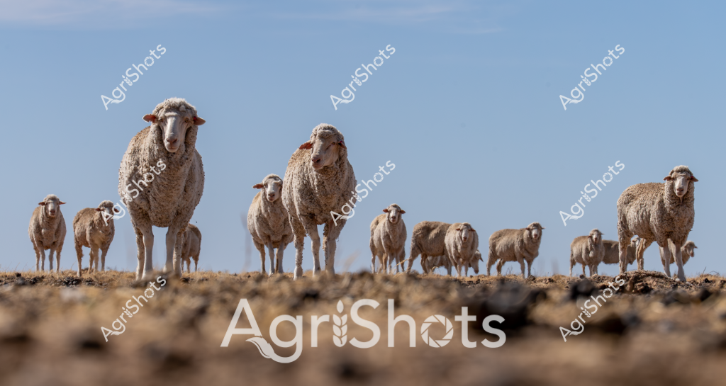 A flock of Merino sheep stands poised across a dry, rocky landscape under a clear blue sky, presenting a classic Australian pastoral scene. The woolly sheep, with their dense, creamy-white fleece, are strategically positioned at varying heights, creating a dynamic composition that highlights the breed's sturdy nature. Some sheep stand tall and alert, while others graze or move slowly across the barren ground, demonstrating the resilience of these animals in harsh agricultural environments.

The foreground shows a rocky, dusty terrain typical of Australian rangelands, with stones and sparse ground cover indicating challenging farming conditions. The sheep's positioning suggests they are part of a carefully managed mob, potentially being moved between paddocks or prepared for shearing. Their thick, uniform fleece indicates these are high-quality Merino sheep, a breed renowned for producing some of the world's finest wool.

The image captures the essence of Australian sheep farming - adaptability, endurance, and the intricate relationship between livestock and challenging landscapes. The clear sky and stark ground emphasize the open, expansive nature of rural Australian agricultural settings, where sheep farming remains a critical economic and cultural practice.