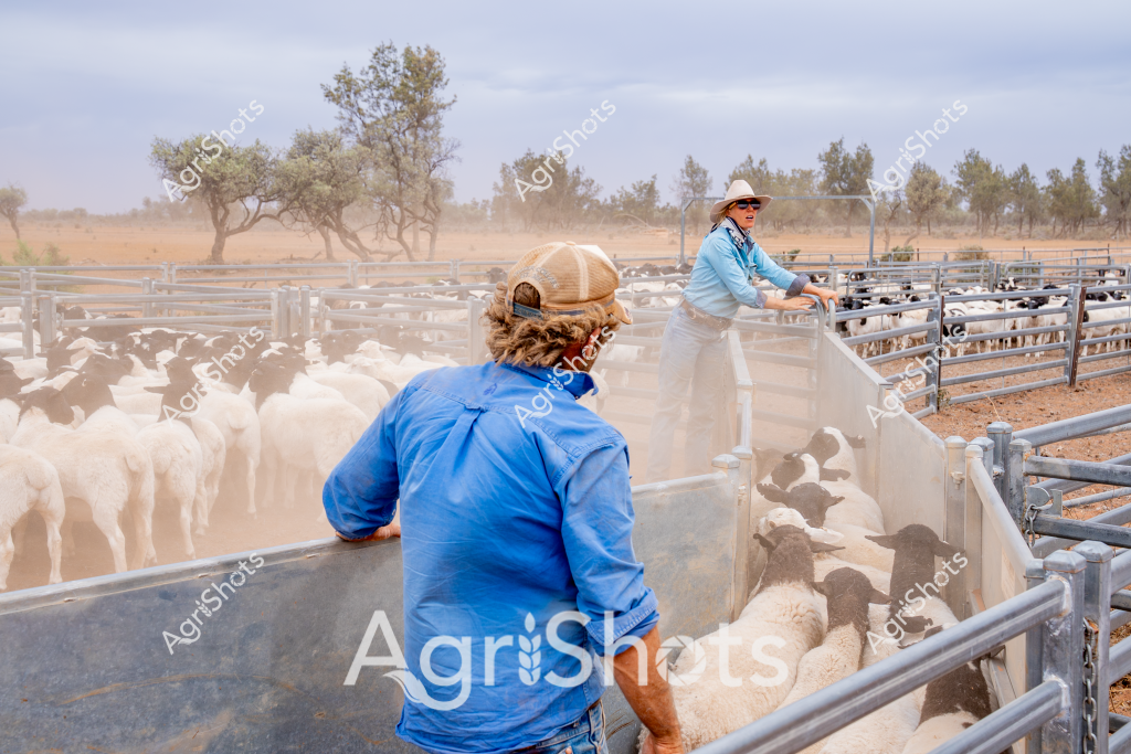 Two women working together in a dusty sheep yard, managing a flock of sheep during a dry, arid mustering operation. A woman in a blue long-sleeved shirt and wide-brimmed sun hat stands at one end of a metal livestock pen, while another woman in a blue work shirt faces away in the foreground. The landscape is a classic Australian pastoral scene, with sparse trees and red-brown earth visible in the background, indicating an inland station or rural property during what appears to be a hot, dry season.

The metal livestock yards are filled with white sheep, creating a dense cluster of woolly bodies against the metal gates and fencing. Dust hangs in the air, suggesting active movement and the challenging environmental conditions typical of Australian sheep farming. The women are positioned strategically around the yards, likely coordinating the movement and sorting of the sheep, demonstrating the skilled and hands-on nature of livestock management in rural Australia.

The scene captures the essence of agricultural work - teamwork, endurance, and precision in managing livestock under challenging environmental conditions. The blue work shirts, wide-brimmed hats, and professional handling of the livestock highlight the expertise and resilience of women in Australian agricultural industries.