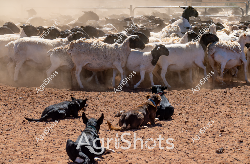 A large flock of white and black Dorper sheep stands tightly packed in a dusty livestock yard, kicking up a haze of dry earth in the background. In the foreground, several black working dogs lie resting on the reddish-brown dirt, cooling off after what appears to be an intense mustering session. The sheep, primarily white with black heads and markings typical of Dorper breed, are clustered together near metal yard fencing, creating a dense mass of woolly bodies.

The scene captures the harsh conditions of an Australian pastoral setting, likely in a dry inland region such as Queensland or Western New South Wales. The ground is parched and cracked, indicating dry seasonal conditions, while the dust cloud suggests intense heat and arid environmental conditions. The working dogs, looking exhausted but alert, demonstrate the critical role of canine helpers in managing large livestock herds.

The image powerfully illustrates the challenging environment of Australian sheep farming, where livestock management requires resilience and specialized skills. The tight grouping of the Dorper sheep and the strategically positioned working dogs showcase the coordinated effort required to handle livestock in demanding outback conditions.