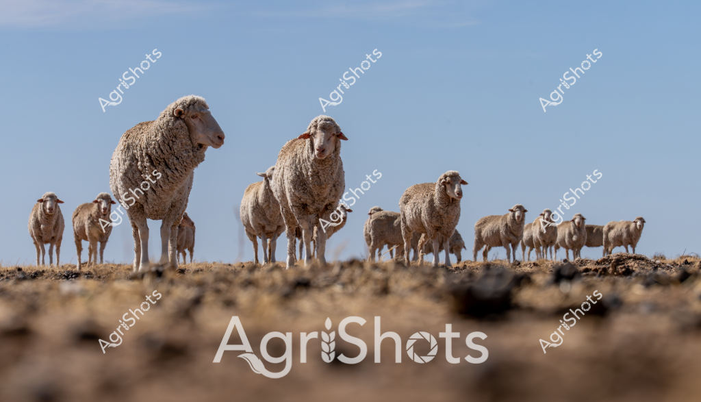 A majestic flock of Merino sheep stands poised across a dry, rocky landscape under a clear blue sky. The woolly animals are clustered in groups, with several larger sheep prominently positioned at different heights, creating a striking silhouette against the barren ground. Their dense, cream-colored fleece suggests these are mature sheep, likely on a vast Australian pastoral station during the dry season.

The sheep appear alert and grouped together, displaying the characteristic tight clustering behavior of Merinos in open grazing lands. From the smallest lambs to the larger ewes and rams, the flock demonstrates the robust nature of this breed, which is renowned for its ability to thrive in harsh Australian agricultural environments. The foreground shows a rocky, dusty terrain typical of arid grazing regions, highlighting the resilience of both the landscape and the livestock.

The composition captures the essence of Australian sheep farming - a testament to the endurance of both the animals and the farmers who manage them. The graduated positioning of the sheep, from smaller groups in the background to larger, more prominent individuals in the foreground, creates a sense of depth and scale that emphasizes the vastness of the Australian pastoral landscape.