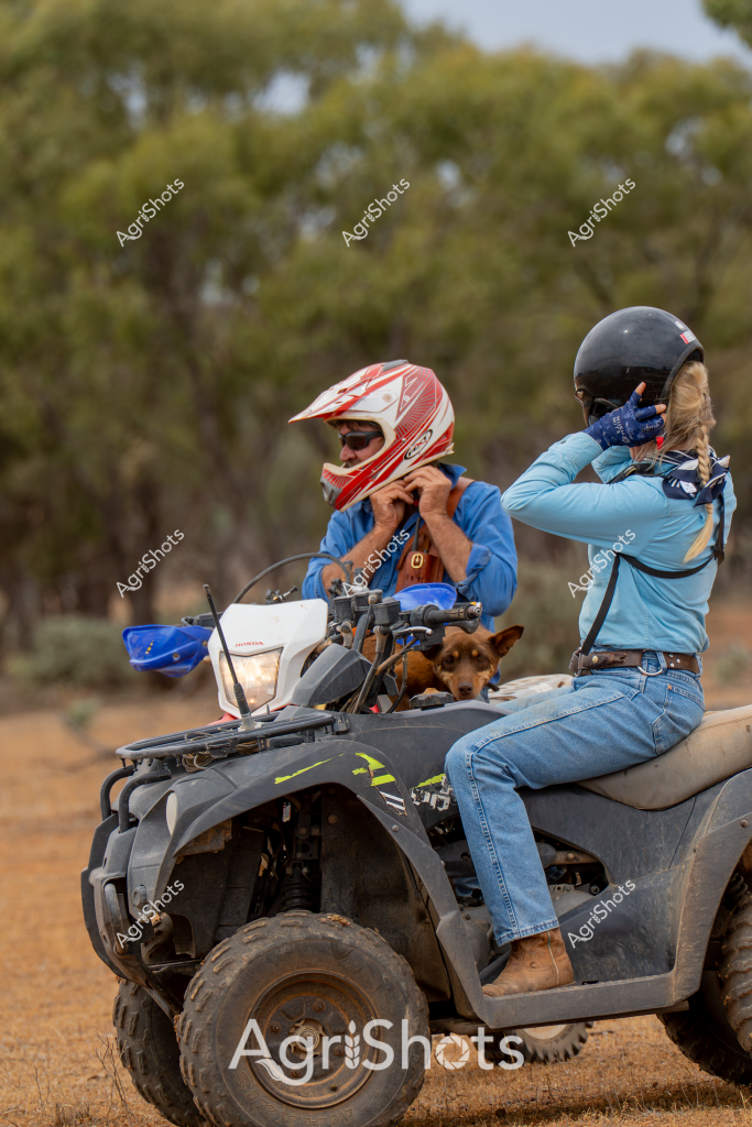 A woman and her working dog navigate rugged rural terrain on an all-terrain vehicle (ATV), showcasing typical Australian agricultural transport and companionship. Dressed in blue layers and wearing protective motorcycle helmets, the riders demonstrate practical farm safety practices while traversing a dry, tree-lined landscape. A brown working dog sits companionably between them on the grey ATV, highlighting the close relationship between farm workers and their canine helpers. The red and black motocross-style helmet of the front rider and the dark protective helmet of the passenger suggest careful preparation for off-road travel. Dusty brown ground and scattered eucalyptus trees in the background indicate a typical Australian rural setting, likely on a station or large agricultural property. The ATV serves as a crucial piece of farm equipment, enabling efficient movement across challenging terrain and supporting daily agricultural work.
