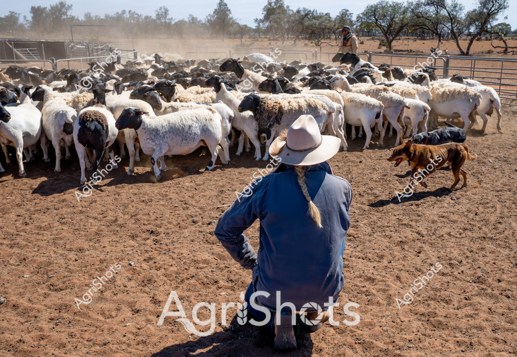 A woman stockman in a blue jacket and wide-brimmed hat stands with her back to the camera, overseeing a large mob of white and black-faced sheep in a dry, dusty yard. The livestock appear to be Dorper or Merino-cross sheep, tightly clustered within metal livestock panels in an arid Australian landscape. Sparse eucalyptus trees and a distant fenceline provide context to the rural setting, while a working dog moves along the periphery of the flock. The ground is hard-packed and reddish-brown, indicating dry conditions typical of inland pastoral regions. The scene captures the essence of Australian sheep farming, with the stockwoman's stance suggesting quiet control and years of experience managing livestock in challenging environments.