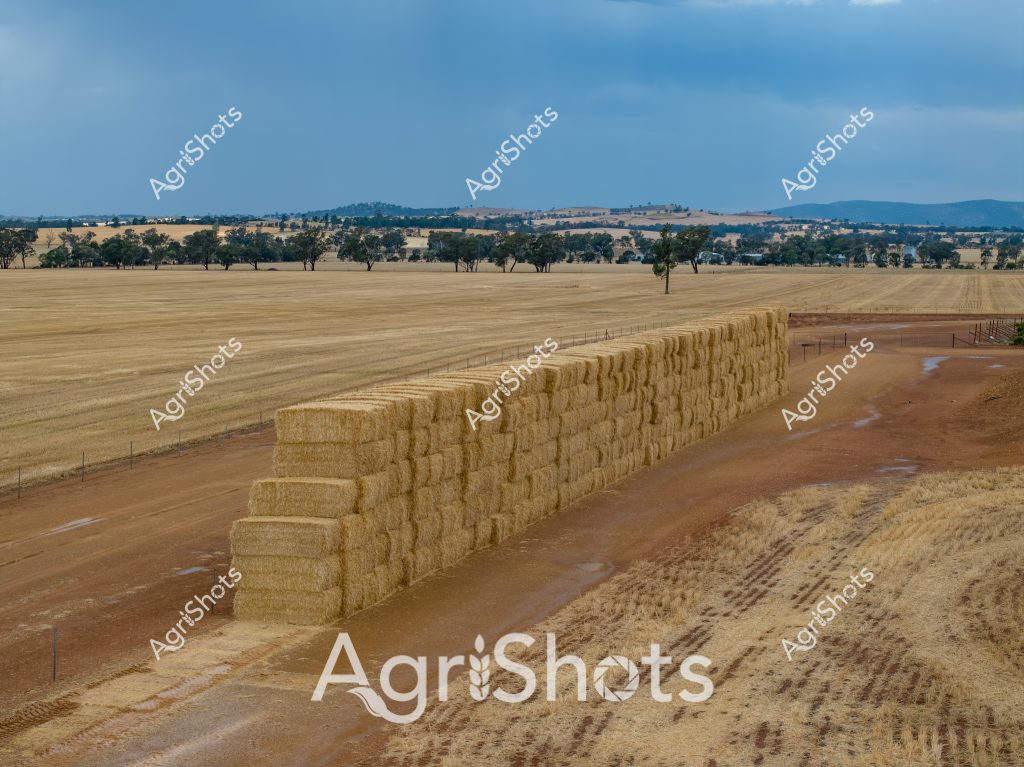 A sweeping agricultural landscape captures a vast hay storage operation in a dry Australian paddock. Hundreds of precisely stacked rectangular hay bales form an impressive long wall, stretching across a golden-brown harvested field dotted with scattered eucalyptus trees. The rural scene showcases the scale of modern agricultural production, with the neat hay stack positioned alongside a dirt track, revealing meticulous farming practices in what appears to be a southern Australian wheat or grain-growing region.

The landscape extends to distant hills and mountains, creating a classic Australian rural vista of undulating terrain and sparse woodland. Soft blue skies contrast with the warm earth tones of the harvested paddock, highlighting the seasonal rhythm of crop production. The hay bales - likely wheat or barley straw - are tightly compressed and stacked with mathematical precision, demonstrating the efficiency of contemporary agricultural machinery and storage techniques.

The environment speaks to the challenging conditions of Australian farming, with wide-open spaces, minimal vegetation, and evidence of careful land management. The strategic placement of the hay stack suggests preparation for livestock feeding during potential drought periods, a critical consideration in Australian agricultural planning.