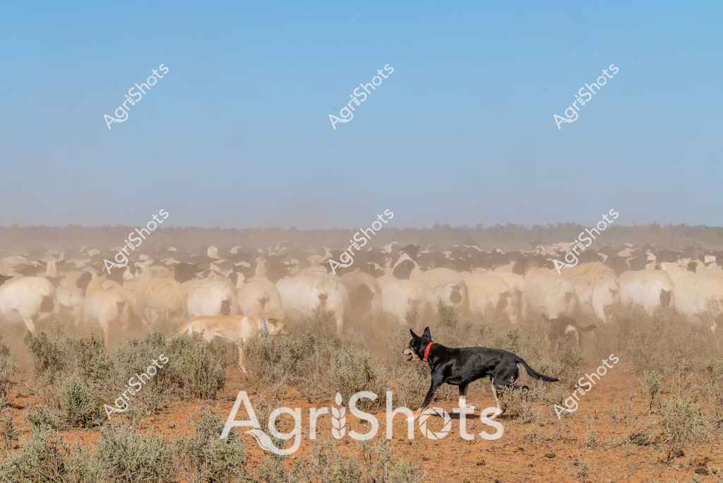 A black working dog expertly herds a large mob of light-colored goats through a dusty, arid landscape in rural Australia. The dense herd kicks up a substantial cloud of red dirt and dust, creating a hazy atmosphere across the sparse, scrubby terrain. Scattered low bushes and saltbush punctuate the reddish-orange ground, while a pale blue sky stretches overhead. The agile black dog, wearing a bright red collar, moves with precision around the goat herd, demonstrating the critical role of working dogs in managing livestock across challenging Australian outback environments. The scene captures the intense movement and dynamic interaction between the herding dog and the tightly clustered goats, highlighting the skill and partnership required in managing livestock across vast, challenging pastoral landscapes.