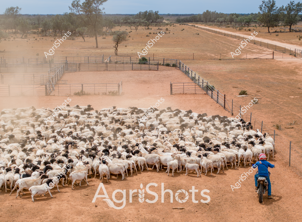 A man on a motorbike guides a large, densely packed mob of mixed-breed sheep through a dusty livestock yard in the Australian outback. The herd, consisting of white and black sheep, is tightly clustered within a series of metal fencing panels that create a precise movement pathway. The landscape is classic arid Australian terrain - reddish-brown earth, sparse eucalyptus trees, and wide-open horizons stretching toward a pale blue sky. Dust billows around the sheep's hooves, creating a hazy atmospheric effect that highlights the dynamic movement of the animals being mustered. The rider, wearing a blue shirt and helmet, skillfully navigates the motorcycle to control the herd's direction, demonstrating the modern techniques used in contemporary Australian livestock management. The fenced paddocks and strategic yard design reveal the sophisticated infrastructure of large-scale sheep farming in remote Australian regions.