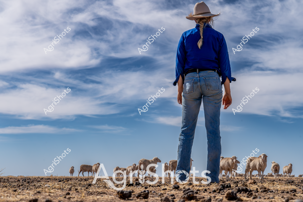 A woman stockman stands facing a flock of sheep in an arid, rocky landscape under a dramatic blue and white cloudy sky. Wearing a wide-brimmed hat and blue long-sleeved shirt with denim jeans, she surveys the livestock from behind, observing a group of woolly sheep grazing on the dry, stony ground. The expansive horizon and sparse terrain suggest this is a remote pastoral setting, likely in the Australian outback or a dry inland region. Her stance - feet planted firmly, back straight - communicates a sense of quiet confidence and connection to the land. The scattered flock of light-colored sheep moves slowly across the rocky paddock, creating a textural contrast between the soft woolly animals and the hard, weathered ground. This image captures the essence of Australian sheep farming - a solitary figure managing livestock in a challenging, beautiful environment that demands resilience and skill.