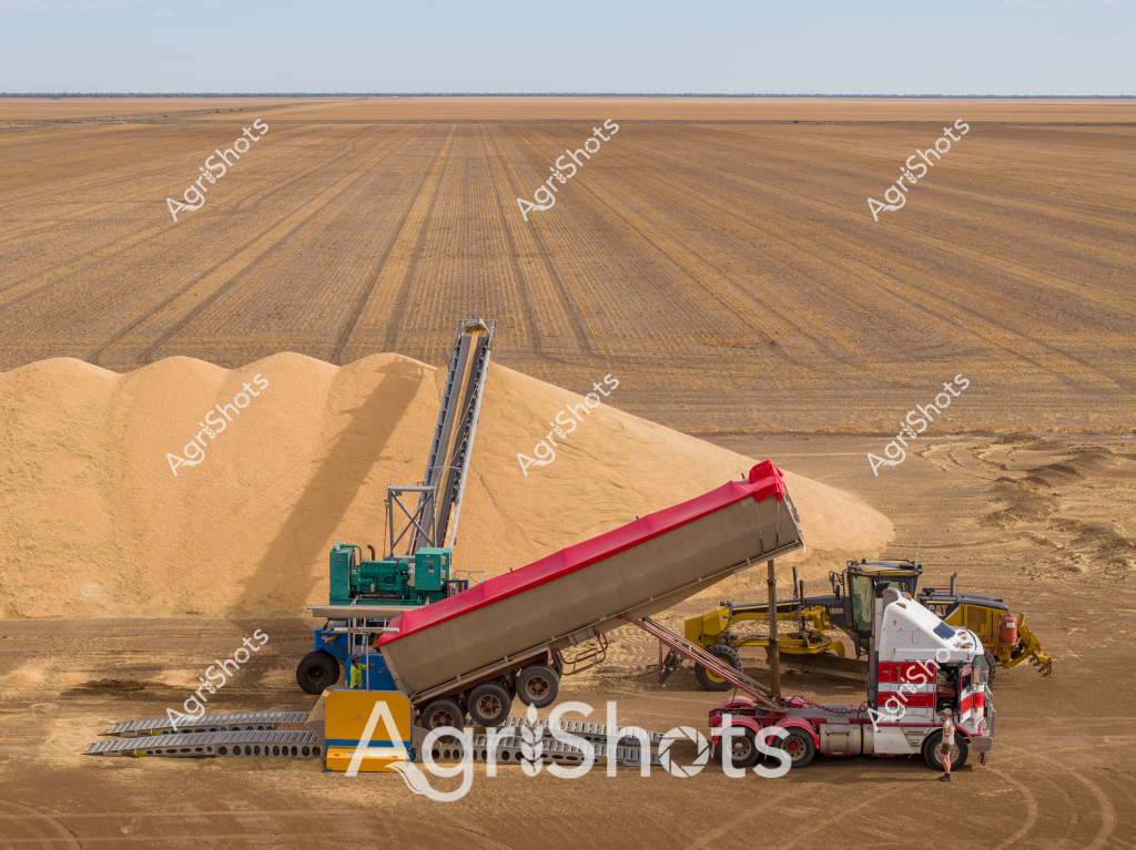 A dramatic agricultural landscape unfolds across a vast, golden wheat field in what appears to be a dry, expansive farming region. A massive grain handling operation is in progress, with a large red-and-silver trailer positioned alongside impressive mounds of harvested grain. A sophisticated conveyor system with a tall metal tower stands ready to transfer the grain, while a white truck and yellow heavy equipment are positioned nearby.

The landscape stretches infinitely toward the horizon, with meticulously parallel tractor lines cutting through the dry, wheat-colored field. The scene captures the scale and precision of modern Australian broadacre farming, where massive machinery and extensive landholdings are essential to agricultural production. Dust and grain particles seem suspended in the dry, clear atmosphere, highlighting the challenging environmental conditions.

The equipment suggests a sophisticated harvest operation, with specialized machinery designed to efficiently collect, transport, and store grain. The golden-tan color palette - from the wheat fields to the grain piles - creates a monochromatic scene that emphasizes the arid, sun-drenched agricultural environment typical of many Australian farming regions.