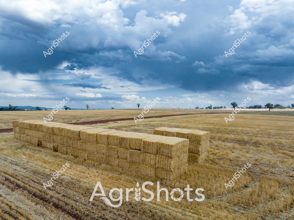 Golden hay bales dominate a sprawling rural landscape under a dramatic, cloud-laden sky. Neat rectangular straw bales are stacked methodically across a harvested wheat or barley paddock, their uniform golden-yellow color contrasting with the weathered stubble-covered ground. Distant trees punctuate the horizon, creating depth in this expansive agricultural scene. Stormy blue-grey clouds gather overhead, suggesting an approaching weather system typical of harvest season in the Australian grain belt. The meticulously baled hay represents the precision of modern agricultural practices, transforming cut crop into valuable livestock feed and rural economic output. The landscape captures the vast, open agricultural terrain characteristic of Australian broadacre farming.