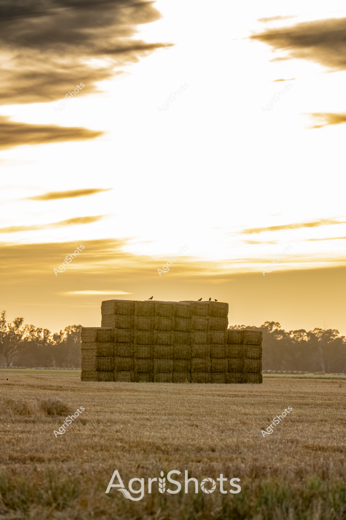 A golden sunset bathes a rural landscape, highlighting a substantial stack of rectangular hay bales stacked neatly in a harvested field. Small birds perch atop the hay stack, silhouetted against the warm evening sky. The meticulously arranged bales create a geometric structure in the center of a stubble-covered paddock, with soft tree lines visible on the distant horizon. The warm sepia-toned atmosphere suggests late summer or early autumn, capturing the quintessential agricultural scene of hay storage after harvest. Soft golden clouds stretch across the sky, creating a dramatic backdrop that emphasizes the rural tranquility of the moment. The carefully stacked hay bales represent the culmination of agricultural labor, showcasing the precision and hard work of farming life.