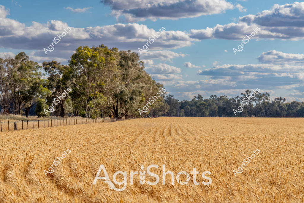 A golden wheat field stretches across the landscape under a dramatic cloud-filled sky, capturing the essence of Australian broadacre cropping. Mature wheat plants with rich golden-brown heads fill the foreground, their uniform rows indicating precision agricultural techniques. Mature eucalyptus trees line the field's edge, creating a natural boundary marked by a rustic fence line. The scene epitomizes the Australian rural landscape, with expansive agricultural terrain meeting native bushland under a brilliant blue sky scattered with puffy white clouds. The wheat crop appears ripe and ready for harvest, representing the critical grain production that is vital to Australia's agricultural economy. The carefully cultivated field demonstrates the meticulous care and advanced farming practices typical of Australian grain producers.