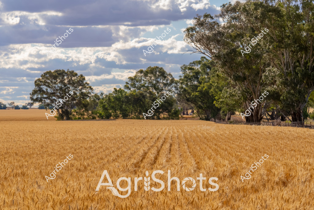 A golden wheat field stretches across the landscape, its ripe grain creating neat, parallel rows under a dramatic cloudy sky. Mature eucalyptus trees frame the edges of the paddock, providing a lush green contrast to the rich amber-hued crop. The wheat appears ready for harvest, with the uniform rows suggesting precise seeding and modern agricultural practices typical of Australian broadacre farming. Soft clouds drift across a pale blue background, casting gentle shadows over the undulating crop, which reflects the golden light of what seems to be late afternoon or early morning. The scene captures the quintessential Australian agricultural landscape - a testament to the country's significant grain production and the careful cultivation of the land.

The image embodies the broad, open agricultural landscapes of regions like Western Australia's Wheatbelt, South Australia's agricultural zones, or the fertile plains of New South Wales. The meticulously planted wheat field demonstrates the precision and scale of contemporary Australian grain farming, where advanced machinery and agricultural techniques transform vast expanses of land into productive agricultural landscapes.
