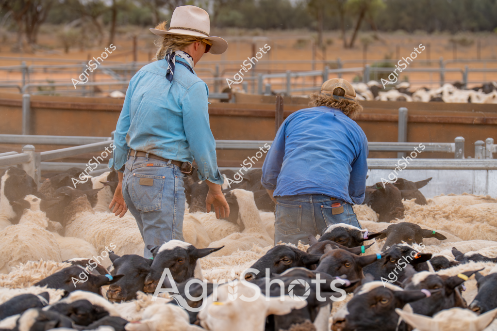 Two women workers manage a large flock of black and white sheep in a dusty livestock yard, wearing blue work shirts and wide-brimmed hats typical of Australian agricultural settings. The scene captures a moment of intense sheep handling, with the women carefully navigating through the densely packed animals, likely preparing them for shearing or movement between paddocks. The livestock yard features sturdy metal fencing in warm earth tones, creating a structured environment for managing the sheep herd. Black-faced sheep with white wool intermingle, creating a textured landscape of animal bodies against the dry, dusty ground. A wide-brimmed hat and blue work shirt provide protection from the harsh Australian sun, highlighting the practical clothing essential for rural workers. The image conveys the hard physical work and skill required in sheep farming, showcasing the close interaction between agricultural workers and the livestock in a quintessential Australian rural setting.