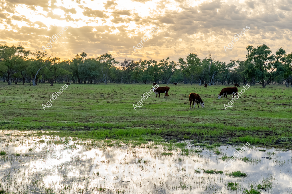 A serene rural landscape unfolds at sunset, with four cattle grazing peacefully across a lush green pasture dotted with scattered eucalyptus trees. In the foreground, shallow water reflects the golden clouded sky, creating a mirror-like surface that captures the soft evening light. Three to four cattle - appearing to be beef breed like Herefords or Angus - slowly move across the verdant grassland, grazing methodically amid the scattered trees and wetland area. The sky is a dramatic canvas of golden and soft grey clouds, with diffused sunlight creating a warm, tranquil atmosphere typical of an Australian rural setting. The landscape suggests a well-managed pastoral property, with healthy grasslands and natural water features indicating good land management and recent rainfall. The scene captures the quintessential Australian agricultural landscape - a harmonious blend of livestock, native vegetation, and expansive natural beauty.