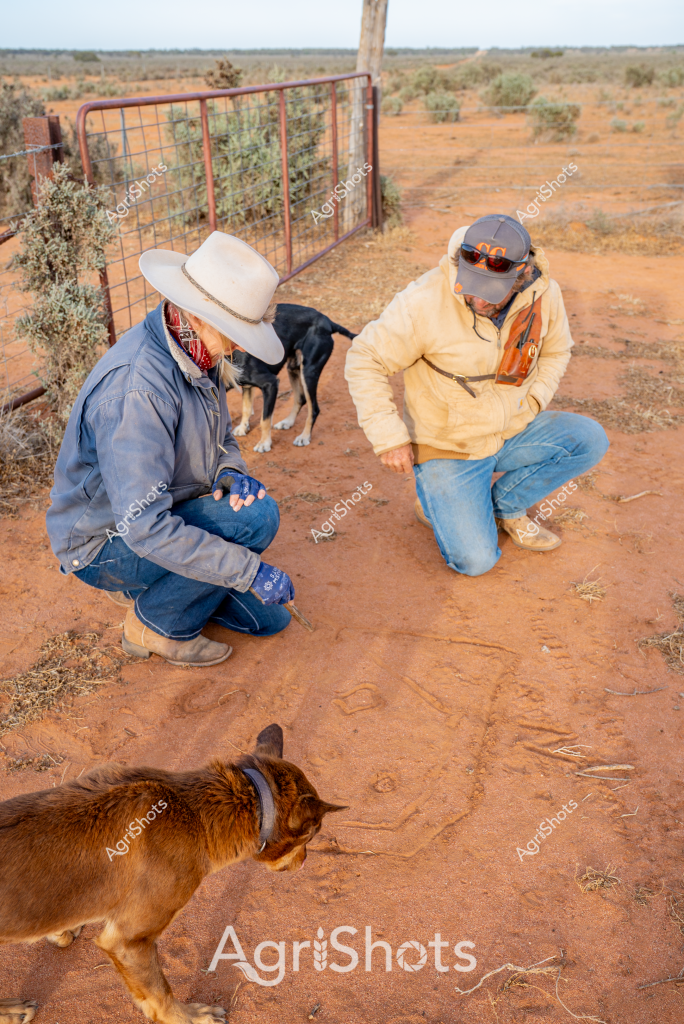 Two men work together in a dry, arid landscape, crouching on red earth surrounded by sparse desert vegetation. One wears a white wide-brimmed hat and blue denim work clothing, while the other is dressed in a light yellow jacket and wearing sunglasses and a cap. Multiple working dogs are present - a dark-colored dog and a reddish-brown dog with a collar, both attentive and close to their handlers.

The scene captures a typical rural Australian outback setting, with a wire gate visible in the background and scrubby bushes dotting the reddish sandy ground. The men appear to be examining something on the ground, perhaps tracking, investigating animal signs, or discussing stock management. Their postures suggest collaboration and shared expertise in managing livestock or conducting rural work.

The landscape is quintessentially Australian - a harsh, open terrain with minimal vegetation, characteristic of central or western regions where pastoral stations cover vast distances. The men's protective clothing - wide-brimmed hat, sunglasses, long sleeves - indicates adaptation to intense sunlight and challenging environmental conditions typical of remote agricultural areas.

Their working dogs demonstrate the crucial role of canine companions in Australian rural work, likely trained for mustering, tracking, or providing support in managing livestock across expansive properties.
