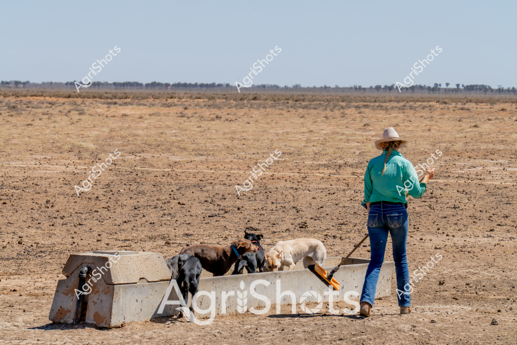 A woman stockman stands in a drought-affected paddock, managing a small group of working dogs near a concrete water trough. The landscape is a stark, dry expanse of reddish-brown earth stretching to a distant tree line, highlighting the harsh agricultural conditions. The woman wears a turquoise long-sleeved shirt, blue jeans, and a light-colored wide-brimmed hat, typical of rural Australian work attire. Several dogs of different colors - including black and tan - are gathered around the concrete water infrastructure, appearing to be working dogs trained to assist in livestock management. The barren background and dry ground illustrate the challenging environmental conditions faced by Australian farmers, with the scene capturing the resilience and daily work of agricultural workers in managing livestock during difficult drought periods.

The image speaks to the ongoing challenges of rural Australian agriculture, showcasing the relationship between farmers, their working animals, and the demanding landscape. The concrete trough provides a critical water source in this arid environment, demonstrating the importance of water infrastructure in sustaining agricultural operations during dry seasons.