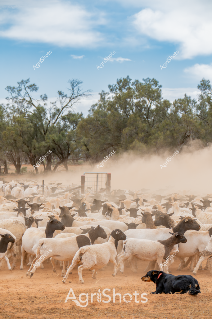 A large flock of white and dark-colored sheep kicks up dust in a dry rural Australian landscape, creating a dynamic scene of livestock management. A black working dog sits attentively in the foreground, carefully watching the mob as they move through a dusty yard near some sparse eucalyptus trees. The sheep appear to be Dorper or Merino breed, packed tightly together and creating a swirling cloud of fine earth particles around their woolly bodies. A wooden gate and fence structure is visible in the background, suggesting this is a managed stock handling area on a station or large rural property. The landscape is typical of Australia's arid or semi-arid regions, with muted earth tones, scattered trees, and a wide blue sky with light clouds overhead. The working dog's disciplined posture demonstrates the critical role of highly trained canines in managing large livestock herds across vast Australian agricultural landscapes.
