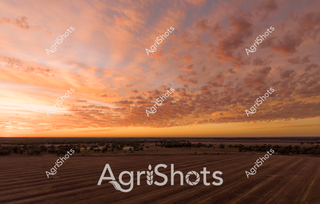 This stunning agricultural landscape captures a breathtaking sunset over a meticulously prepared rural paddock. The sky is ablaze with rich orange, salmon, and golden hues, with dramatic cloud formations stretching across the horizon in a textured, almost three-dimensional display. The foreground reveals a carefully cultivated agricultural field, showing precise parallel lines from recent tilling or seeding, indicating meticulous farm preparation.

The expansive landscape stretches to a distant treeline, showcasing the vast, open character of rural Australian agricultural terrain. Scattered trees and vegetation punctuate the horizon, creating depth and perspective in the scene. The golden-orange light of sunset bathes the entire landscape in a warm, ethereal glow, highlighting the textures of the earth and clouds.

The image embodies the quintessential Australian rural aesthetic - a blend of human agricultural precision and the raw, majestic beauty of the natural landscape. The carefully structured paddock contrasts beautifully with the wild, dynamic sky, representing the harmonious relationship between farming practices and the environment.

This panoramic view speaks to the scale and beauty of Australian agricultural landscapes, capturing a moment of serene transition between day and night across an expansive farming property.