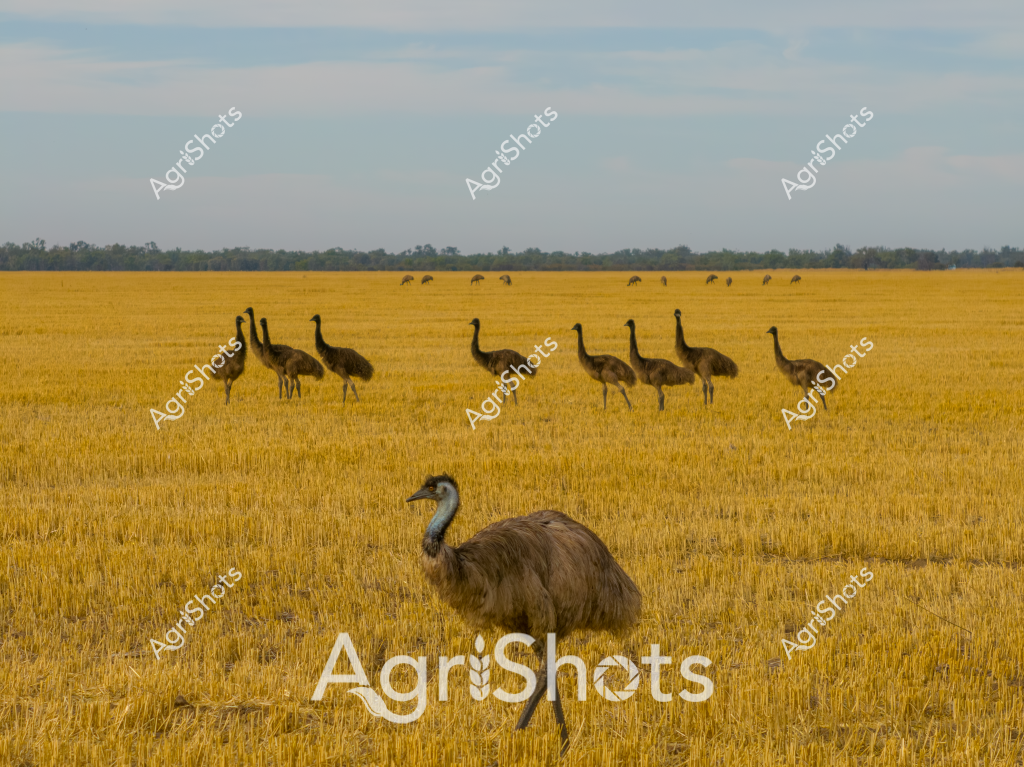 A stunning landscape capturing a large group of emus foraging across a golden wheat stubble field after harvest. The tall, distinctive birds with their brown-grey plumage are scattered across the sun-drenched landscape, some in small clusters and others spread out individually. In the foreground, a single emu stands prominently, its feathered body creating a textural contrast against the closely-cropped yellow wheat stubble. The background reveals a distant treeline and soft blue-grey sky, typical of an Australian rural agricultural scene. Multiple emus can be seen grazing in the mid-ground, creating a sense of peaceful movement across the expansive harvested paddock. The image captures the unique relationship between Australian wildlife and agricultural landscapes, with the emus seamlessly integrating into the post-harvest agricultural environment.