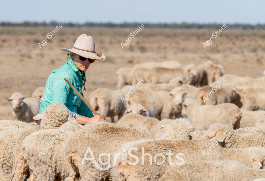 A woman stockman in a bright turquoise shirt and wide-brimmed sun hat carefully moves among a dense flock of Merino sheep in a dry, expansive Australian pastoral landscape. The woolly sheep, with their thick creamy fleece, are tightly clustered across the arid paddock, their bodies creating a uniform sea of soft texture against the dusty brown ground. She carries a long wooden stock stick, using it to gently guide and manage the flock, demonstrating the skilled and attentive work of a professional livestock manager in the harsh Australian outback.

The surrounding environment is characteristically sparse - a wide horizon of muted greys and browns stretches out behind her, with scattered low scrub and distant treelines indicating the challenging agricultural terrain. Her protective clothing - sunhat, sunglasses, and long-sleeved shirt - speaks to the intense solar conditions typical of rural Australian sheep country.

This scene captures the essence of Australian pastoral agriculture: a lone skilled worker carefully tending a valuable Merino wool flock in a demanding landscape, representing generations of agricultural expertise and resilience.