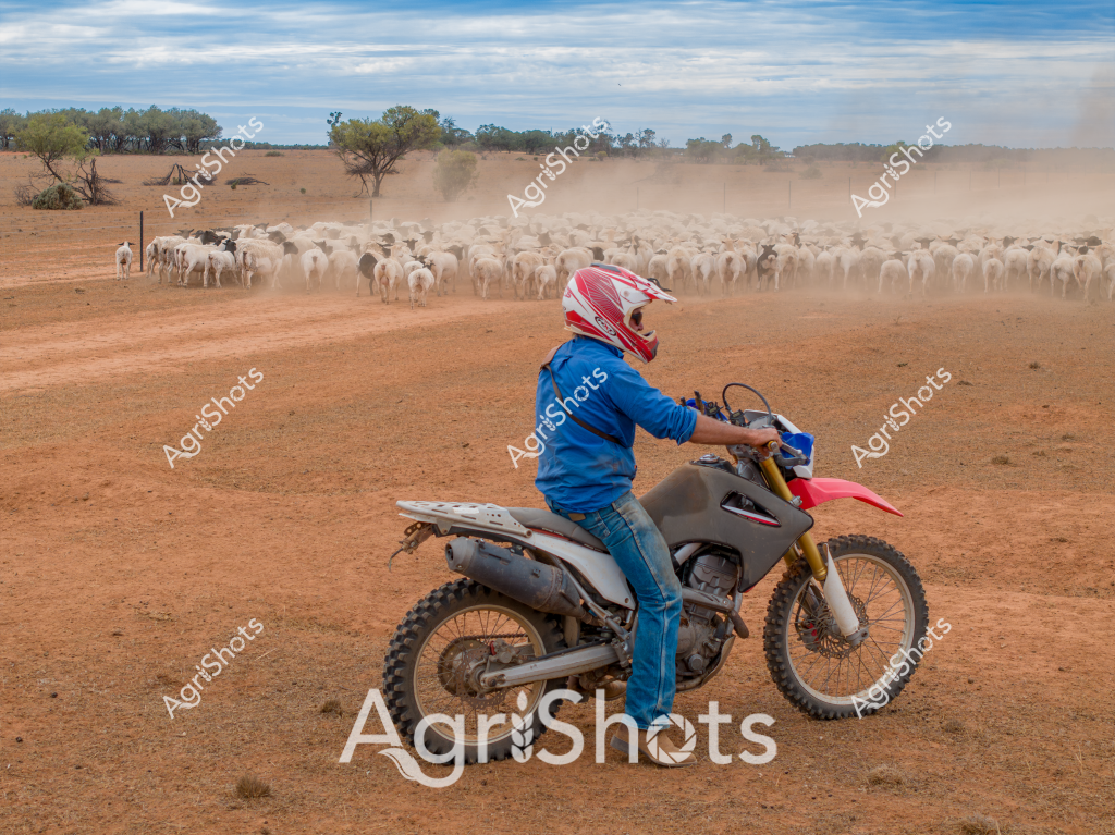 A stockman on a dirt bike herds a large mob of white cattle across a dusty, arid landscape in what appears to be an Australian outback station. Wearing a blue jacket and a red and white motocross helmet, the rider skillfully navigates the motorcycle through the dry paddock, guiding a substantial herd of cattle that kicks up a significant cloud of reddish dust. Sparse trees and native vegetation dot the horizon, highlighting the harsh, sun-baked terrain typical of northern Australian cattle country. The motorcycle, a red and white off-road model with knobby tires, is perfectly suited to the rugged landscape and the demands of mustering livestock across vast pastoral properties. The scene captures the essence of modern Australian cattle station operations, where motorcycles have largely replaced horses for mustering, demonstrating the ongoing adaptation of traditional farming practices to new technologies and challenging environmental conditions.