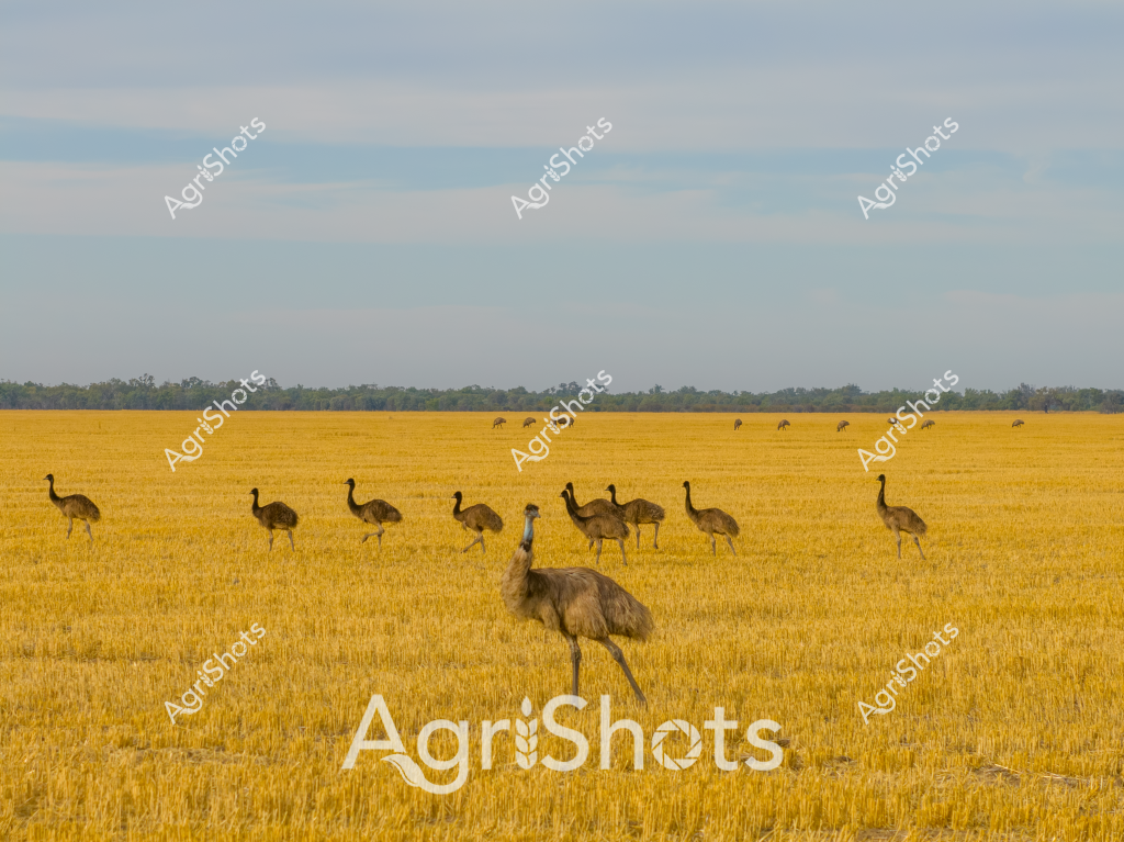 A sprawling golden wheat field stretches across the landscape, populated by a flock of alert emus standing among the harvested stubble. The birds, with their distinctive long legs and curved necks, are scattered across the yellow-brown field, creating a striking contrast against the ripened crop. In the background, a distant treeline marks the horizon under a soft, muted blue sky with gentle cloud formations. The scene captures a quintessential Australian agricultural landscape, where native wildlife coexists with broad-acre farming. These large flightless birds move with careful steps through the post-harvest field, their brown-gray plumage blending subtly with the dried crop stalks. The expansive paddock suggests a typical wheat-growing region, likely in one of Australia's agricultural states such as Western Australia, New South Wales, or Victoria.