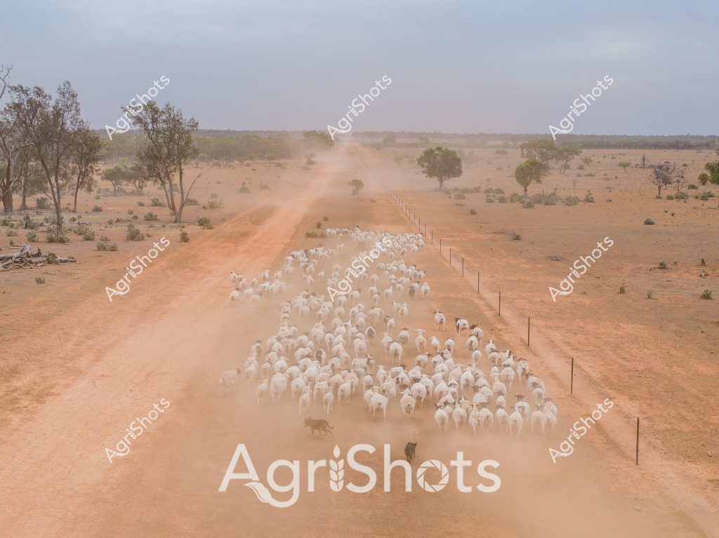 A large herd of white sheep trudges along a dusty orange dirt road through an arid Australian landscape, creating a billowing cloud of red dust behind them. Sparse eucalyptus trees and scrubby bushes dot the sparse, dry paddock on either side of the fenced road, indicating this is likely a remote cattle station in central or western Australia during a dry season. The livestock appear to be moving together, guided by unseen stockmen, across the expansive, sunbaked terrain that characterizes much of Australia's interior rural regions. Fence lines run parallel to the road, defining a clear path through the seemingly endless ochre-colored landscape. The dust kicked up by the sheep's movement creates a misty, atmospheric quality to the scene, highlighting the challenging environmental conditions of this agricultural setting. The image captures the resilience of Australian pastoral farming, where livestock are moved across vast distances under harsh, dry conditions.