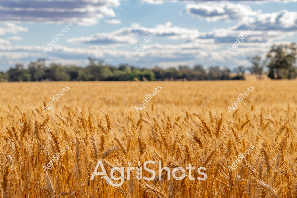 Golden wheat fields stretch across the horizon, their ripe, sun-burnished grains swaying gently under a dramatic sky of billowing white clouds and soft blue. The wheat appears mature and ready for harvest, with dense, golden-brown heads creating a uniform carpet of agricultural abundance. Trees line the distant horizon, providing a soft green boundary to the expansive grain field. The image captures the quintessential Australian agricultural landscape - a vast, golden wheat paddock under an expansive sky, representing the critical grain production that is so important to the country's rural economy. The rich, warm tones of the wheat contrast beautifully with the cool blue and white of the clouded sky, creating a classic rural scene that speaks to the productivity and natural beauty of Australian broadacre cropping.