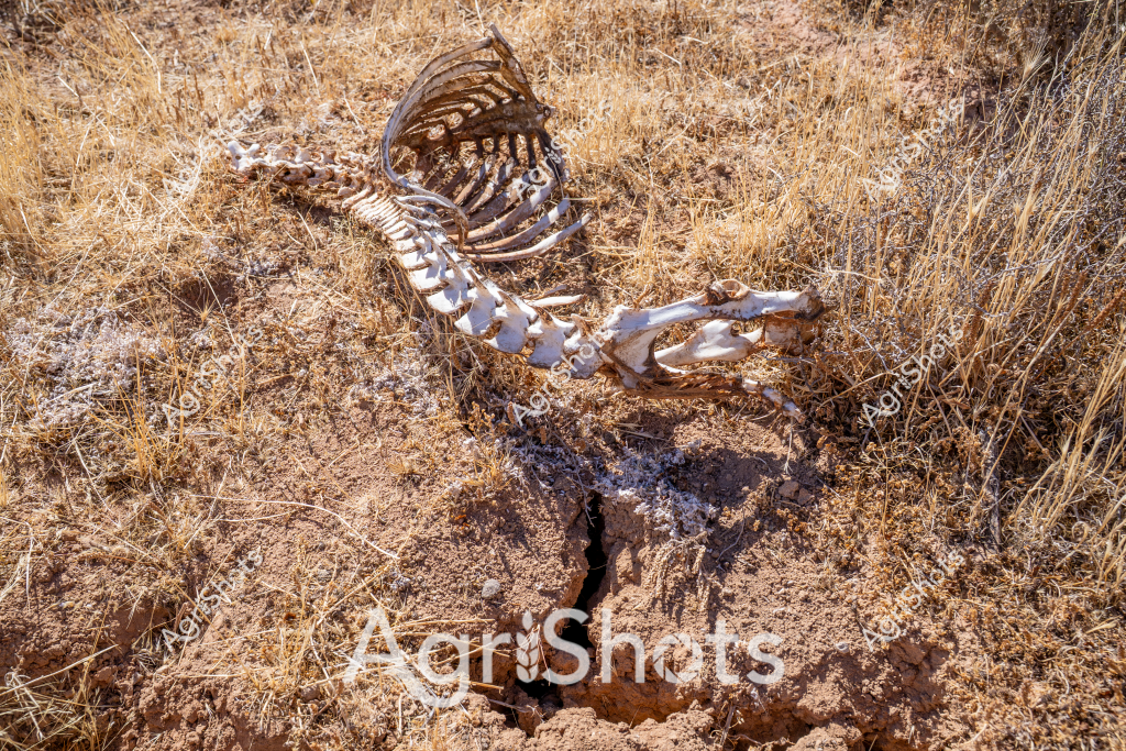 A skeletal remains of an animal lies exposed in a dry, golden grassland, partially nestled in a small eroded ground crack. The bleached white bones are fully articulated, showing the complete skeletal structure from skull to tail, with the ribcage prominently curved and limbs extended. Surrounding the skeleton is a landscape of drought-parched grass in shades of tan and brown, with sparse, weathered vegetation indicating harsh environmental conditions. The skeletal remains appear to have been naturally exposed by environmental processes, suggesting a potentially long period of decomposition in this arid setting. The stark white bones create a striking contrast against the muted, sun-bleached landscape, offering a raw and unfiltered glimpse of the natural cycle of life and death in an unforgiving ecosystem.