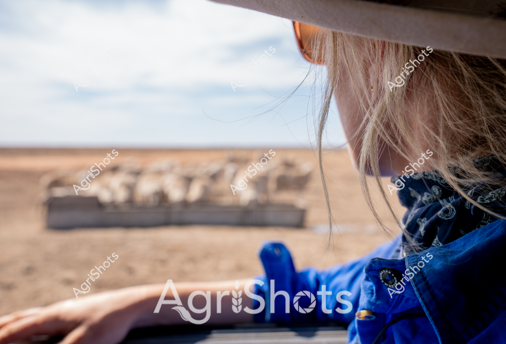 A woman in a blue jacket observes a flock of sheep from a vehicle in a dry, expansive pastoral landscape. The sheep are clustered near a long trough in the barren paddock, with a flat, arid terrain stretching to the horizon. Blonde strands of hair drift across the edge of the image, suggesting the scene is viewed from inside a farm vehicle. The sparse, brown landscape indicates challenging drought conditions typical of many Australian agricultural regions. A sense of quiet determination characterizes the scene, reflecting the resilience of rural farmers managing livestock in harsh environmental conditions.