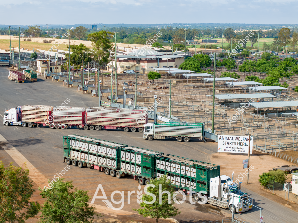 This image captures a comprehensive view of a modern livestock transportation and welfare facility, likely a livestock selling center or saleyards. Multiple large, multi-tiered livestock transport trucks are parked in the foreground, featuring green and white trailers specifically designed for animal transportation. The facility includes extensive metal livestock holding pens with white shade covers, creating a systematic layout for animal movement and management.

A prominent "ANIMAL WELFARE STARTS HERE" sign emphasizes the facility's commitment to livestock care, with the additional text "Work Safe Today, Home Safe Tonight" suggesting a focus on both animal and worker safety. The surrounding landscape reveals a semi-rural setting with trees, distant buildings, and an expansive horizon typical of Australian agricultural regions.

The transport trucks are heavy-duty, long-combination vehicles characteristic of Australian livestock logistics, engineered to safely transport large numbers of animals across vast distances. Multiple levels and compartments in the trailers allow for segregation and safe transport of different livestock groups. The facility's infrastructure demonstrates a highly organized approach to livestock management, with carefully designed infrastructure that prioritizes animal welfare and efficient transportation.

The scene represents a critical node in Australia's livestock supply chain, where animals are prepared for transport, sale, or movement between agricultural properties. The meticulously planned layout and robust infrastructure highlight the professional standards of modern Australian livestock management.