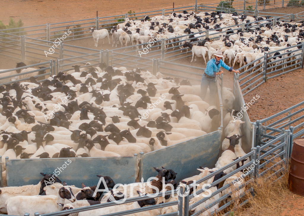 A dedicated stockman in a bright blue shirt and wide-brimmed hat manages a large mob of black-and-white spotted dorper or damara cross sheep in a dusty livestock yard. The densely packed sheep fill multiple interconnected metal livestock pens, creating a striking visual pattern of white bodies with black heads, kicking up fine red dirt as they move. The arid landscape suggests this is a pastoral station in central or western Australia, likely during mustering season when livestock are gathered for counting, sorting, or transportation. A series of steel livestock gates and fencing provide structure to the yard, with a metal loading ramp visible on one side and an old steel barrel in the background indicating a typical remote Australian livestock management setting. The stockman appears calm and experienced, leaning against the fence and overseeing the tightly packed flock with practiced ease, demonstrating the skilled stock management essential to Australian agricultural operations.